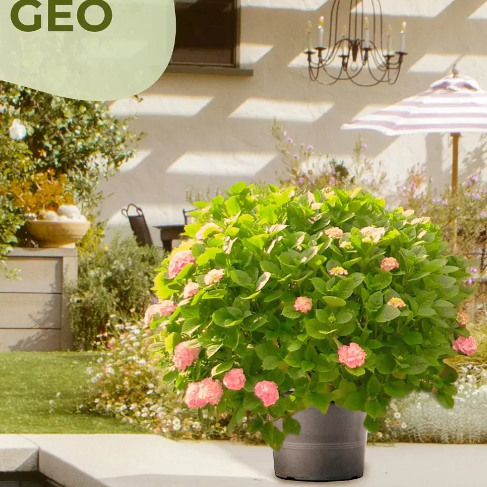 GEO Pflanttopf in Anthrazit, mit grüner Pflanze und rosa Blüten.