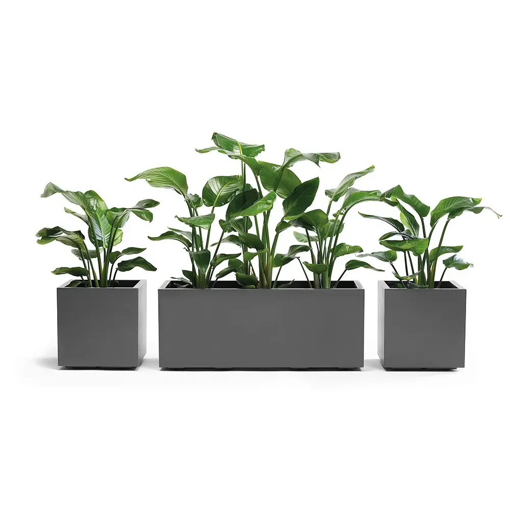 KEBE ECO Pflanzkasten mit immergrüner Bepflanzung