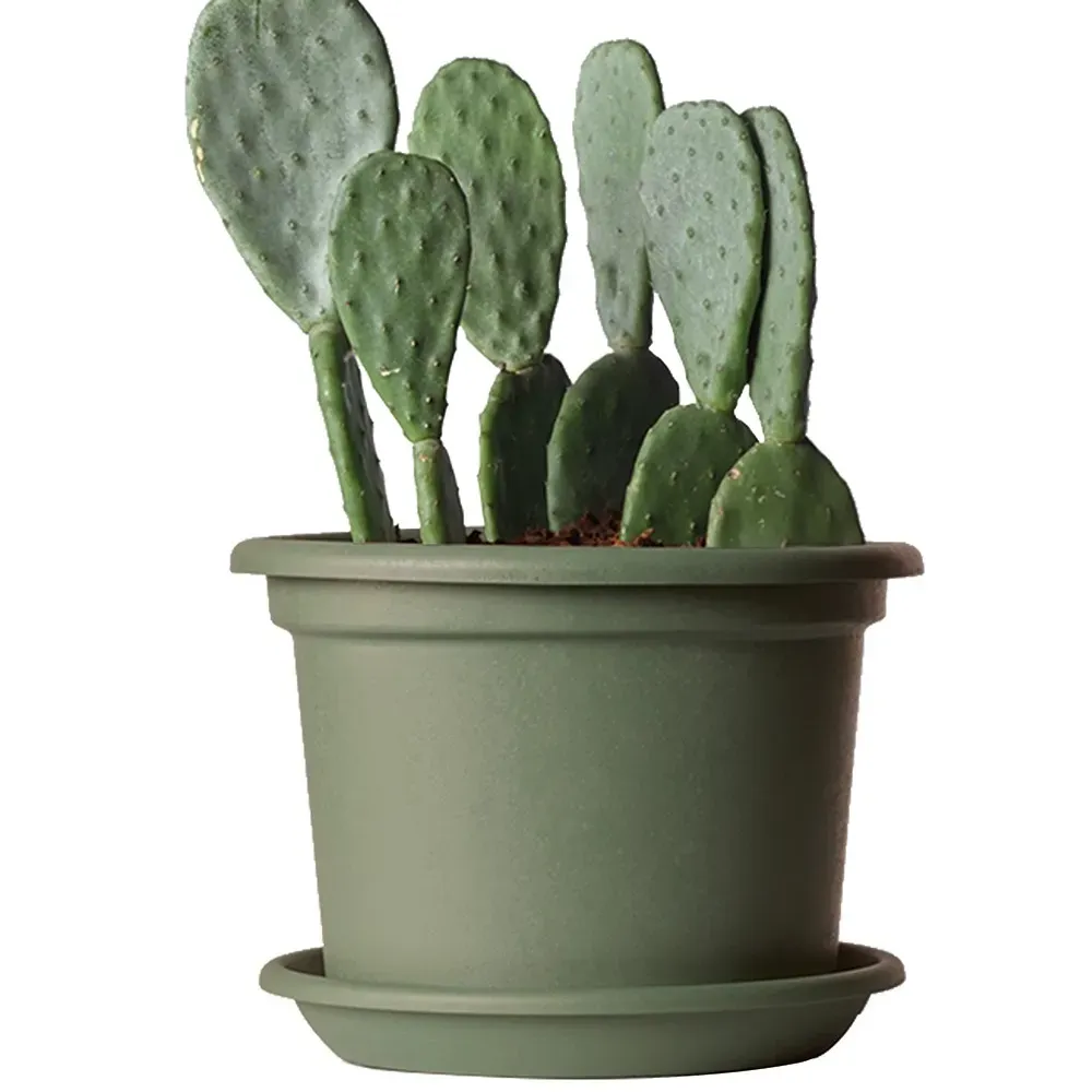 ECO GUYA in Salbeigrün mit Kaktus.