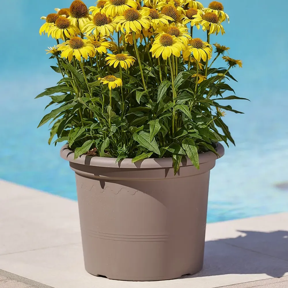 GEO Pflanzentopf in Taupe mit gelben Blumen, neben dem Pool.