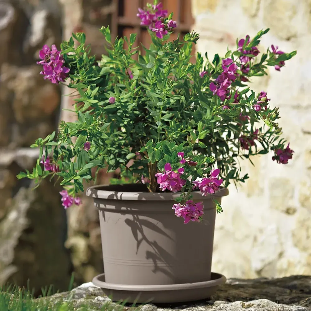 GEO Blumentopf in Taupe, im Freien auf einer Steinmauer.