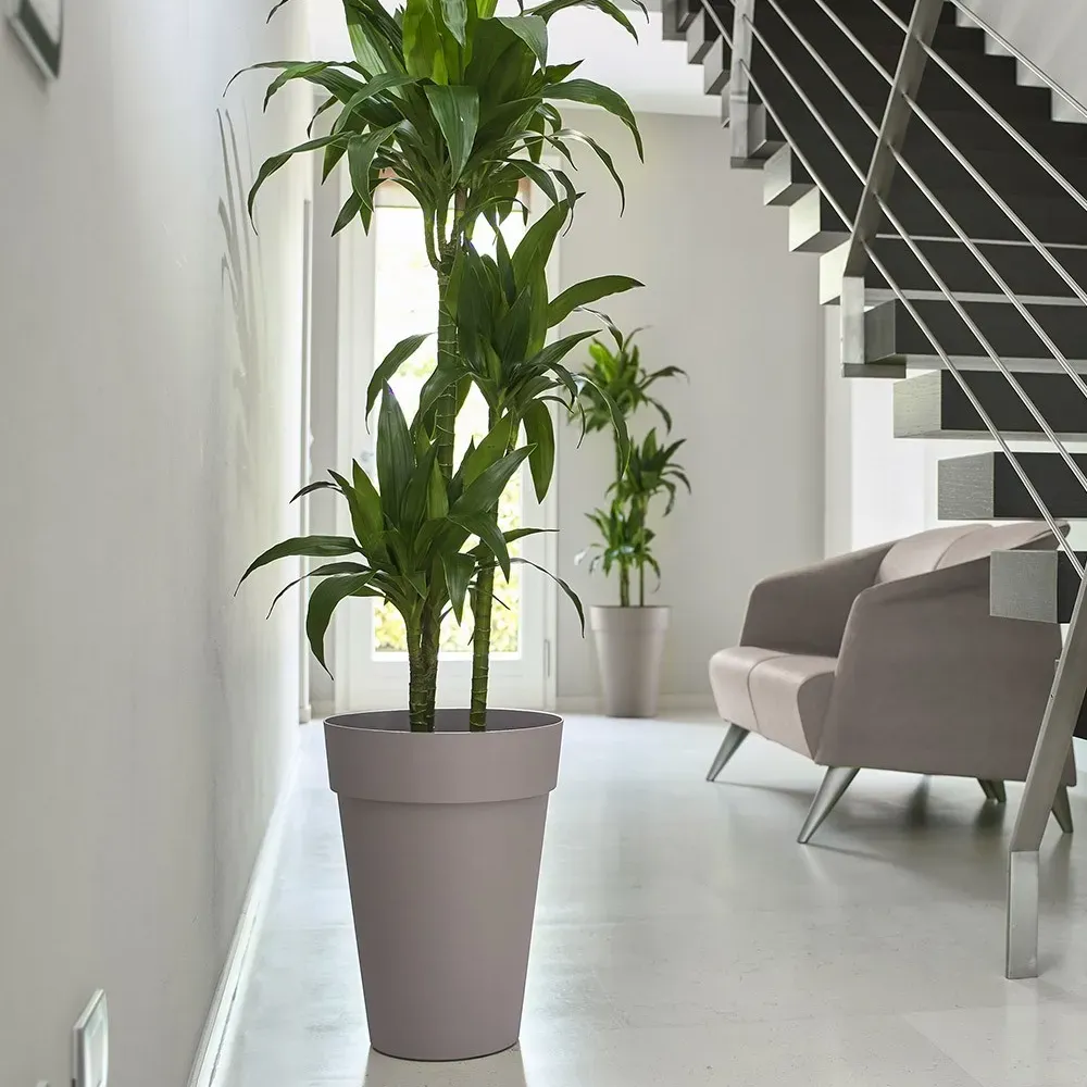 LIKEN Pflanzgefäß mit immergrüner Pflanze auf Terrasse